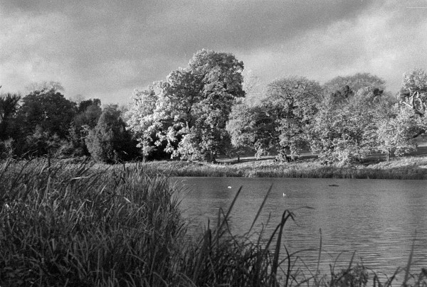 Late afternoon sun shines on trees on the other side of a small lake, moody clouds above and reeds in the left foreground. Black and white photo.