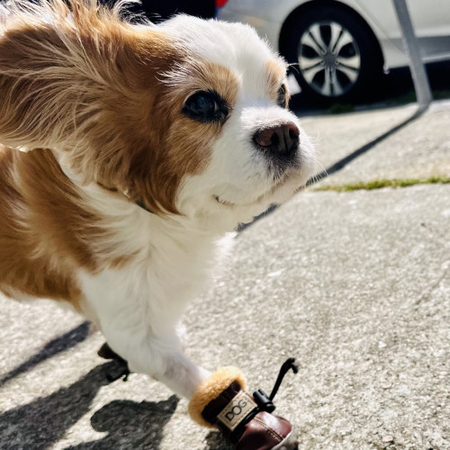 A spaniel walking on the street, getting her ears flung backwards by the wind 

The brown and white dog is wearing brown and cream dog boots that say DOG on them in UGGS boots typeface 
