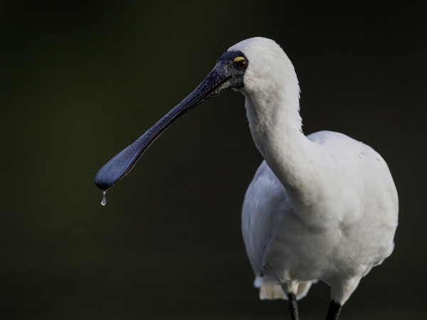 A close-up of a royal spoonbill, a large white bird with a long black spoon shaped beak. There’s a drop of water dripping off the beak.