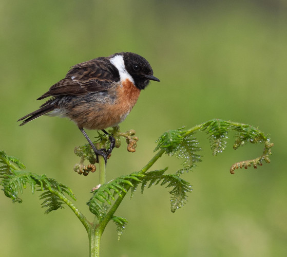 Stonechat perched on a bracken frond. A small bird with black head, white collar, rich brown wings and a chestnut front.