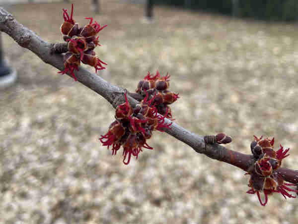 Three clumps of red maple flowers. They look they have hard outer shells of dark brown, and soft inner shells of fizzy orange, with red tentacles escaping