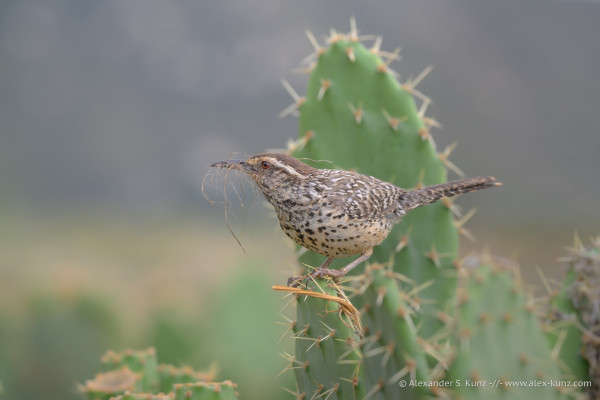 Photo of a brown-grey bird carrying nesting material in its beak, perched on the flat pad of a beavertail cactus.