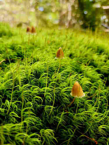 Four little brown mushrooms rise above an apparent sea of moss covering a stump in Capitol State Forest. The perspective is close enough that the stump itself isn't visible, giving the appearance of a carpet of moss that covers every possible surface.