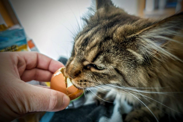 A brown tabby Maine Coon cat is licking out the shell of a breakfast egg that is being held out to it by a hand.
