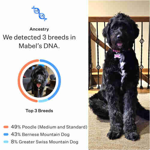 Screenshot of DNA test results next to a photo of a large, black dog with white strip on her chest.

The DNA results show 3 component breeds:

49% Poodle
43% Bernese Mountain Dog
8% Greater Swiss Mountain Dog