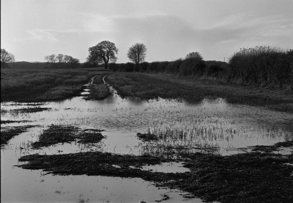 An extensive puddle sits in a corner of a winter field, rippled by the wind so there are no reflections. Stalks from last year's rye crop poke up through the water. There is a hedge to the right, and several trees on the horizon. Black and white photo.