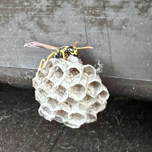 Square closeup of the paperWasp queen on her nest. She’s wary of me, opening the lid of the storage bench. It’s located in the very back of it. She’s facing right, but keeping an eye on me. Beautiful wasp!
