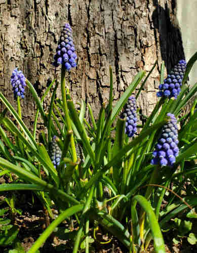 Grape hyacinths, in bloom. Crabapple tree trunk is background.