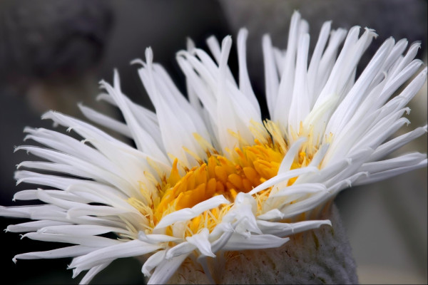 Closeup of a white daisy-like flower seen from the side. It has a bright yellow centre which is not yet fully open.
