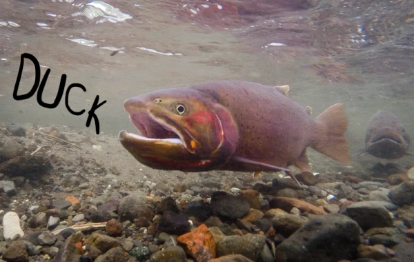 underwater picture of a trout in a stream, the word "DUCK" scrawled near its open mouth

