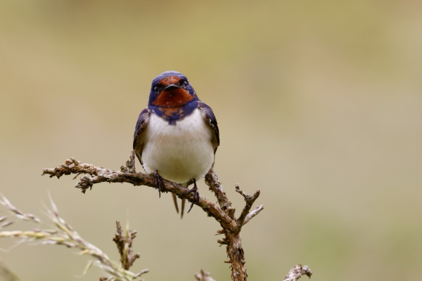 A Swallow Perched On A Small Dead Branch