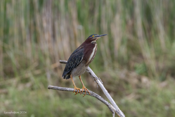 Green Heron: a small heron with shades of grey-green and brown on the upper body and a light grey belly. Perched on a snag.