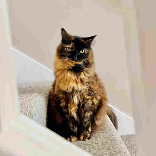 A photo of a large long haired tortie sitting on the stairs, staring intensely 
