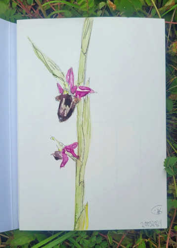 Aquarell über Bleistiftskizze: Abschnitt eines mattgrünen Orchideenstängels mit zwei Blüten in pink und braun, die aus den Achseln langer Hüllblätter wachsen. Die braunen Blütenteile imitieren kleine braune Hummeln.