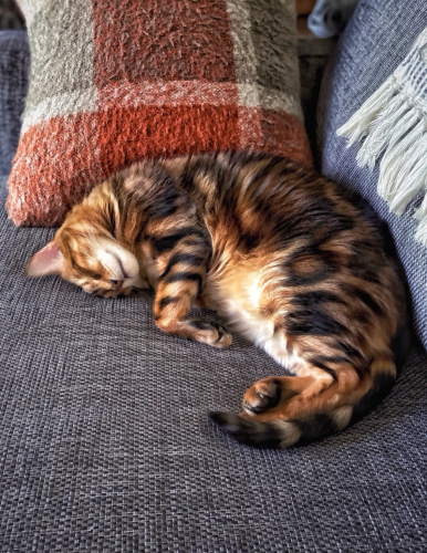 A beautiful photo of bengal cat Pi in a Power Nap on the couch against his old favourite shabby orange pillow. You can see his amazing marbled fur in deep browns and gold.