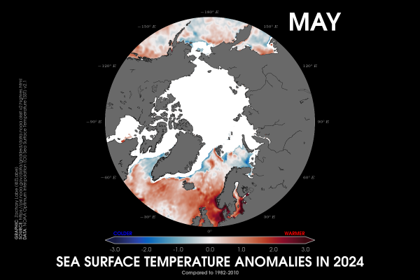 Polar stereographic map showing sea surface temperature anomalies in May 2024 relative to 1982 to 2010. Most areas are warmer than average. Sea-ice cover is also shown if sea-ice concentration is at least 15% per each grid point. Red is shown for warmer sea surface temperatures, and blue is shown for colder sea surface temperatures. Data is from OISSTv2.1.