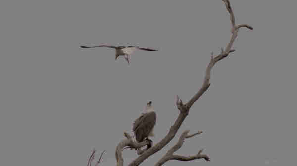 A seagull swooping down on a Sea Eagle sitting in a dead tree. The gull is flying away from the camera, wings flat.  The eagle is facing obliquely away to the right, and has turned it's head towards the camera to observe the gull, but is otherwise not bothered.  It's feathers ruffle in the wind.  The clouded sky behind is grey and featureless.