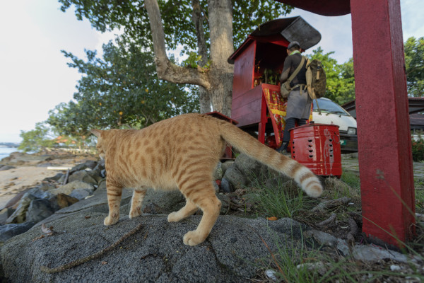 ginger cat that guards a seaside shrine to the goddess Mazu at Pulau Ubin, Singapore 