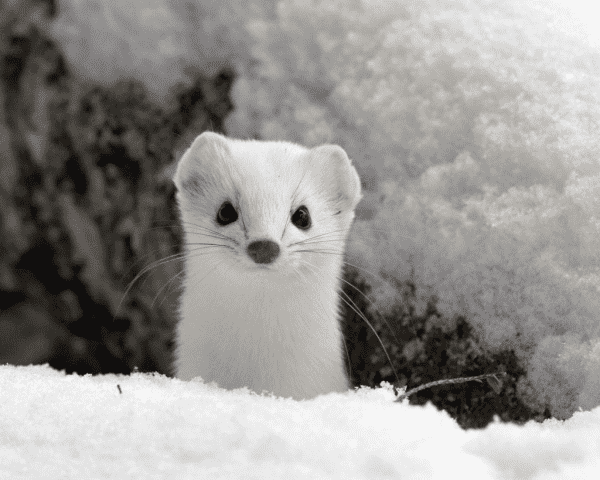 An adorable white stoat, peeking out of a hole in the snow.