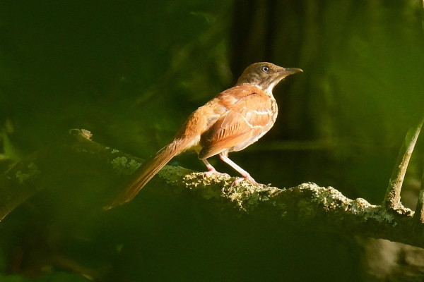 A juvenile Brown Thrasher perched on a sunny, lichened branch in a leafy green forest.