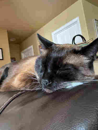 Siamese cat sleeping on the back of the couch 