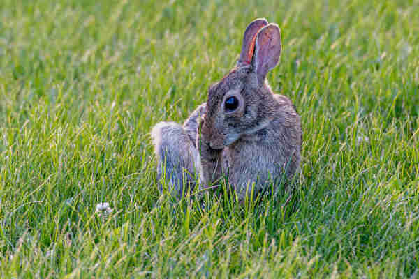 Image of a cottontail rabbit sitting in a small field of short, green grass or lawn. The rabbit is facing the camera with its head turned left and down. The rabbit has raised its right rear foot to touch its down-turned muzzle giving the impression that it is smelling its rear foot. Cotton-tail rabbits have brown fur with white mottling and a white, cotton-ball-like tail. Cottontails have typical rodent features (large, whiskered muzzles, large eyes, larger back feet, etc.) with the exception of their ears which are proportionally larger/longer than other rodents.