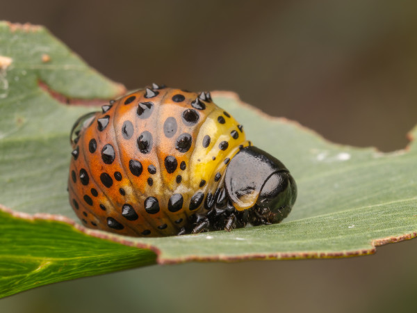 Bulbous segmented larva with black head, yellow and orange segments, and punk studs, on a leaf