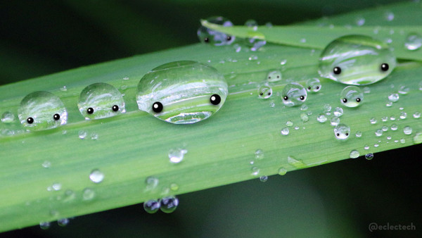 A photo of part of a long, thin montbretia leaf crossing the images from left to right. It is covered in raindrops; four relatively large, and many more smaller ones. The larger ones have cartoon eyes drawn on so they look like simple, round, translucent creatures.