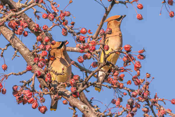 Photograph of two cedar waxwings perched on a small branches amid branches covered in last year's crab apples with out of focus branches and a morning blue sky in the background. The waxwings are facing right with their beaks tilted up. Cedar waxwings have tan body feathers with pale yellow bellies, dark tan upper wing feathers, grey lower wings feathers often with bright red "wax" tips, grey tail feathers with bright yellow "wax" tips and white under feathers, tan head feathers with a black mask that extends across the top beak and across each eye, dark eyes, black beaks, legs, and feet, and a large crest on the top of the head that can be raised and lowered.