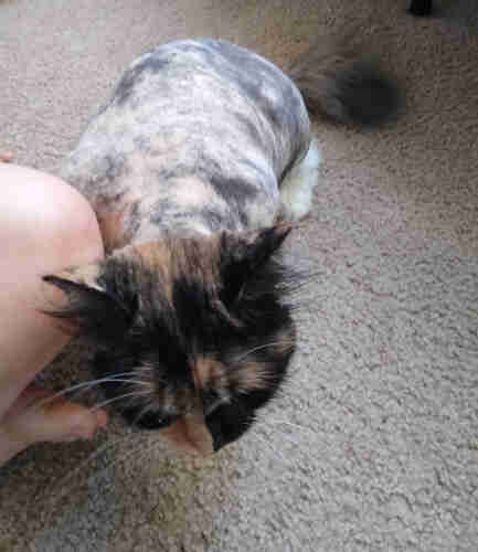plump calico cat with shaved fur