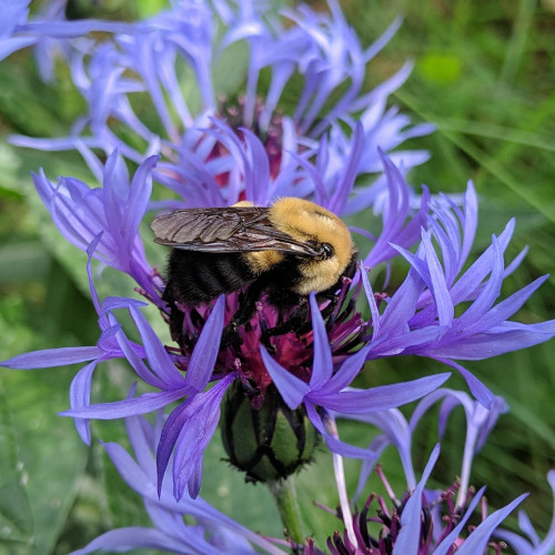 A bumble bee on a Centaurea montana, mountain bluet or bachelor buttons flower. It is yellow and black  with dense fur. The flower is purple/blue with wispy petals. The bee is facing to the right.