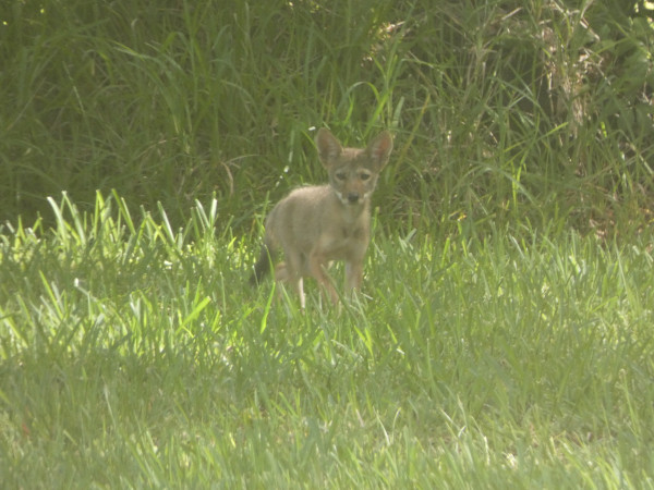 A coyote puppy in tall grasses faces the viewer. The photo was taken through a grungy window obscuring details.
