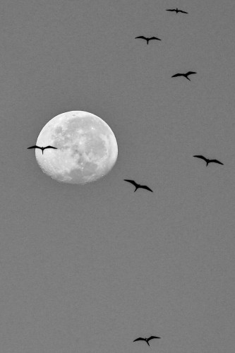 A monochrome photo of seabirds flying with the moon in the background.