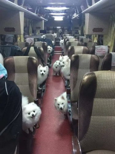 Still image. Interior of a large public conveyance, possibly a bus or train. There are no people visible, only adorable dogs who are all very, very happy. They're in the seats, they're in the aisle, they're looking at you, and they love you!