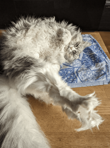 Grey long-haired cat on its back, inviting owner to scratch its belly. Sun is shining. Cat is on a blue patterned tablecloth. 