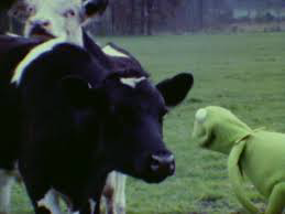 Early field test of Kermit the Frog interacting with some cows.