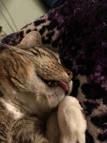 Little Guy, a shorthair brown tabby cat sleeping soundly on my lap last night displaying his white whiskers and his tiny pink blep. 