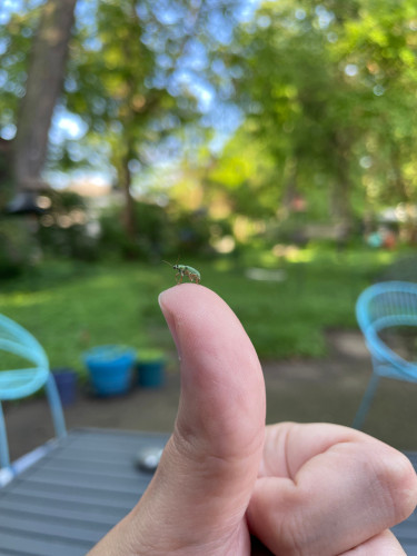 a small iridescent green weevil on the tip of my thumb in front of an out of focus green yard with some blue chairs and a low table
