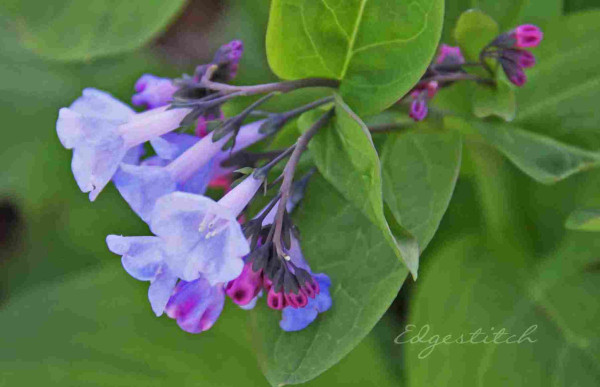 Virginia bluebells, close up. Some of them open, some of the flowers still in buds. Pink buds in the background. Out of focus green leaves fill the rest of the frame. The open bluebells look almost dream-like, as though they might be a bit translucent.