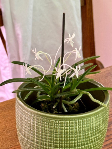 A small orchid with thin green leaves growing on alternating sides. A flower spike with six white flowers, small but with a long curving bit off of the back of each flower. 