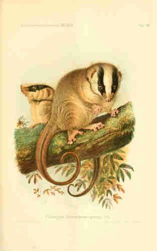 Possum illustration, from the source cited above