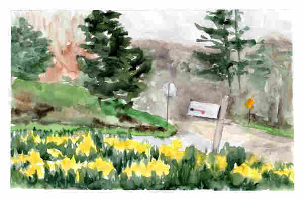 watercolor painting, landscape format. Front yard view showing forground of daffodils then roadside mailbox, a street and distant trees.