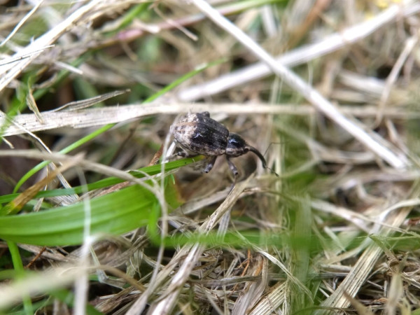 A round weevil with a robust curved snout (bearing two thin elbowed antennae), a light brown mottled body with its snout, the top of its head, and the top front half of its abdomen being dark, a little like a hooded cape. It is picking its way through short live and dead grass.
