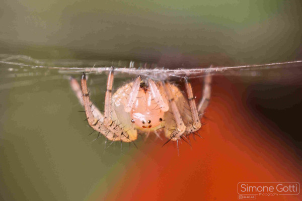 A spider head down on his web.