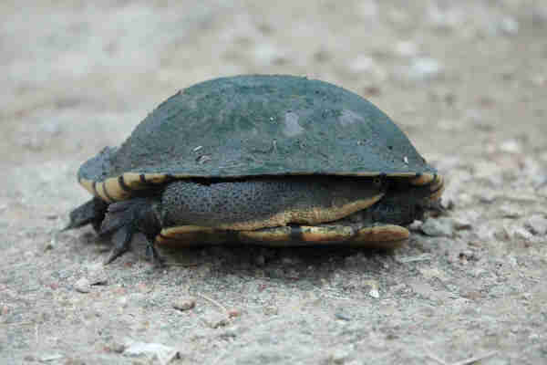 Freshwater turtle on a path. The view is from low in front of the turtle. It has drawn its long neck in, with the main loop to its right. A yellow eye can be seen watching under the edge of the shell, which is covered in a film of green algae.