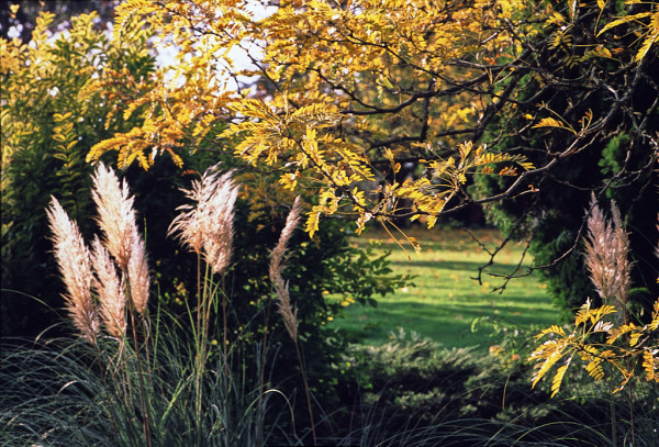 A garden in late autumn, pampas grass to the left, the branches of a tree with yellow leaves across the top, a lawn in the sun, covered in fallen leaves, visible through the gap. Colour photo.