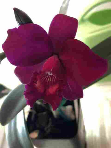 A deep purplish red orchid I used to know. 