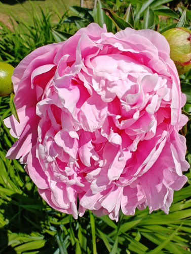 Close up photo of a bright pink peony.
