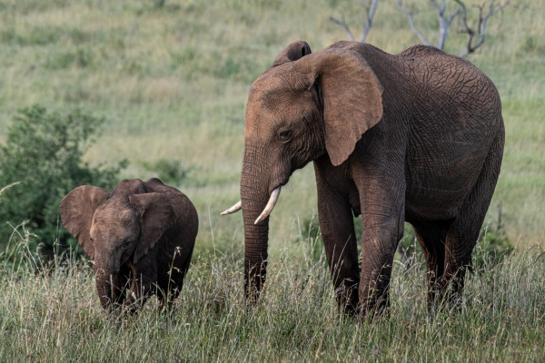 Two elephants, an adult and a younger one, walking through a grassy field with trees in the background.