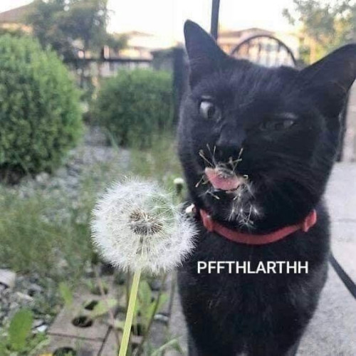 Photo of a black cat right after licking a dandelion